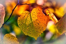 Eerste klimatologisch overzicht van november en van de herfst 2018