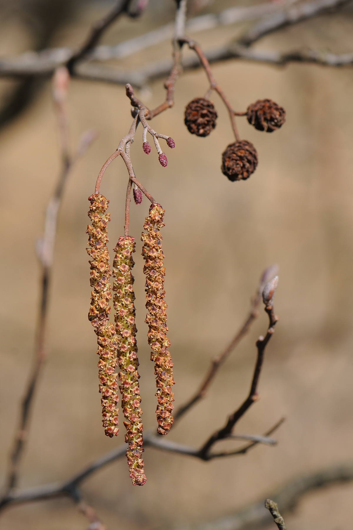 Mannelijke en vrouwelijke bloemen van de els