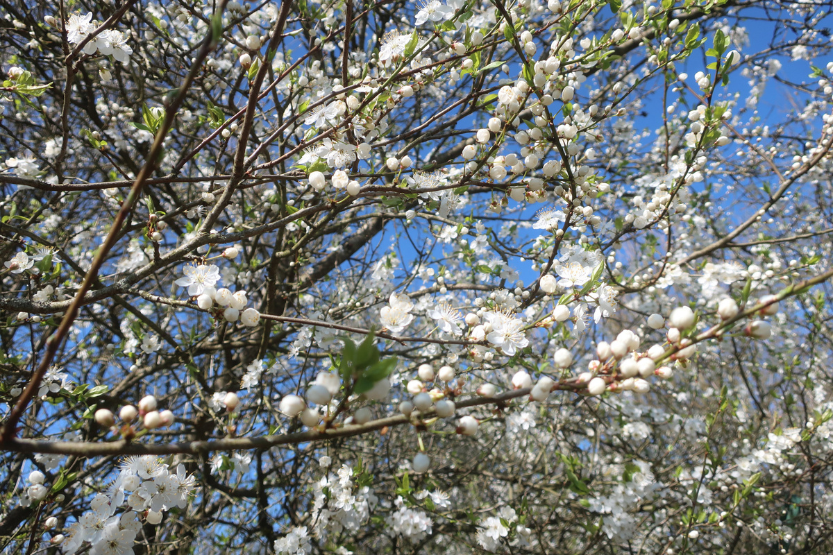 Printemps 2025